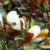 Southern Magnolia Tree Diamond Painting