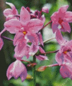 Spathoglottis Plicata Diamond Painting