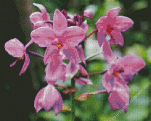 Spathoglottis Plicata Diamond Painting