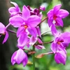 Spathoglottis Plicata Diamond Painting