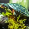 Spotted Turtle Diamond Painting