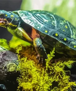 Spotted Turtle Diamond Painting