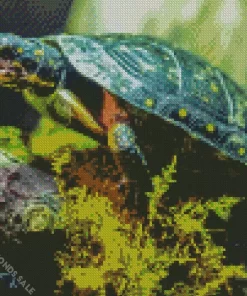 Spotted Turtle Diamond Painting