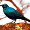 Starling Blue Eared Bird Diamond Painting