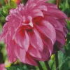 Stella Dahlia Dlower Diamond Painting