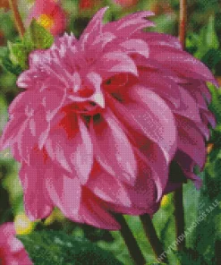 Stella Dahlia Dlower Diamond Painting