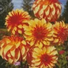 Stellar Dahlias Diamond Painting