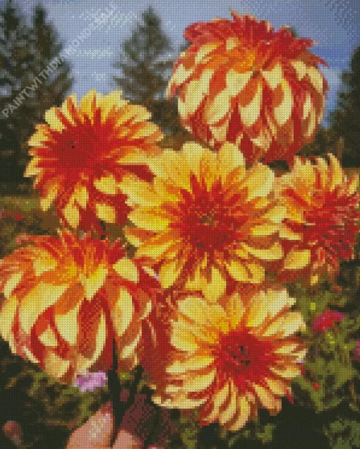 Stellar Dahlias Diamond Painting