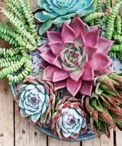 Succulent Plant Diamond Painting