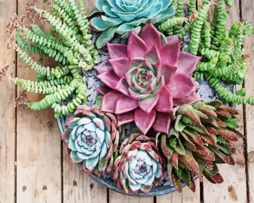 Succulent Plant Diamond Painting