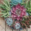 Succulent Plant Diamond Painting