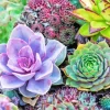 Succulents Diamond Painting