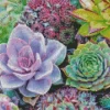 Succulents Diamond Painting