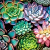 Succulents Plant Diamond Painting