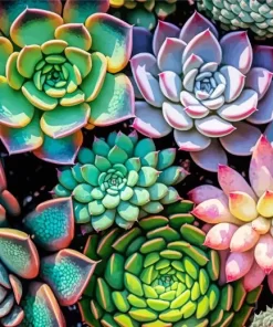 Succulents Plant Diamond Painting