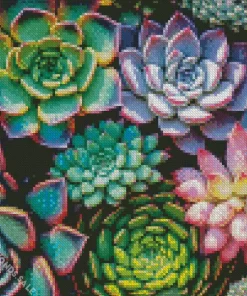 Succulents Plant Diamond Painting