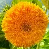 Teddy Bear Sunflower Diamond Painting