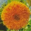 Teddy Bear Sunflower Diamond Painting