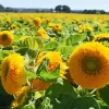 Teddy Bear Sunflower Field Diamond Painting