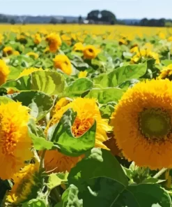 Teddy Bear Sunflower Field Diamond Painting