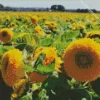 Teddy Bear Sunflower Field Diamond Painting