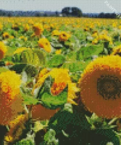 Teddy Bear Sunflower Field Diamond Painting