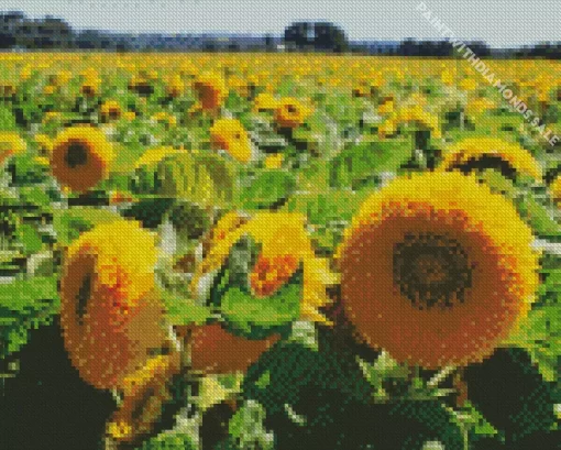 Teddy Bear Sunflower Field Diamond Painting