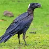 Thick Billed Raven Diamond Painting