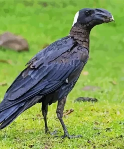 Thick Billed Raven Diamond Painting