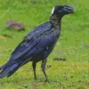 Thick Billed Raven Diamond Painting