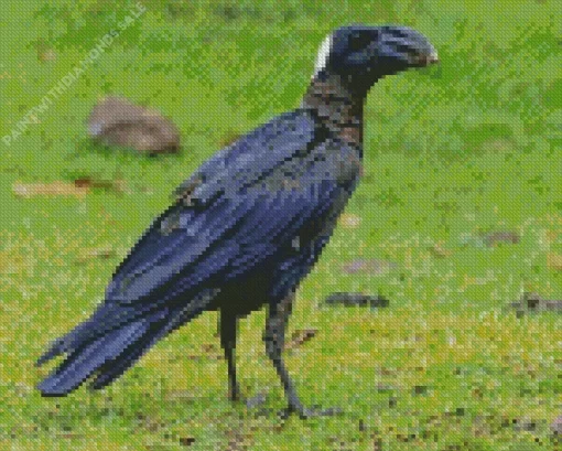 Thick Billed Raven Diamond Painting