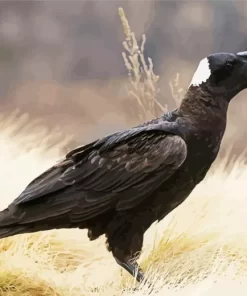 Thick Billed Raven Bird Diamond Painting