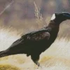 Thick Billed Raven Bird Diamond Painting