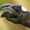 Thick Billed Raven Close Up Diamond Painting