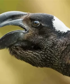 Thick Billed Raven Close Up Diamond Painting