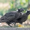 Thick Billed Raven Pair Diamond Painting