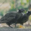 Thick Billed Raven Pair Diamond Painting