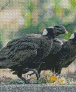 Thick Billed Raven Pair Diamond Painting