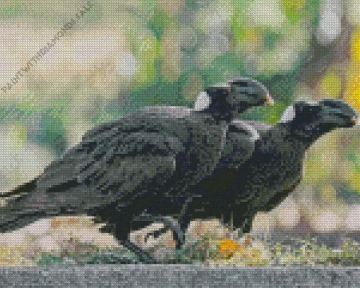 Thick Billed Raven Pair Diamond Painting