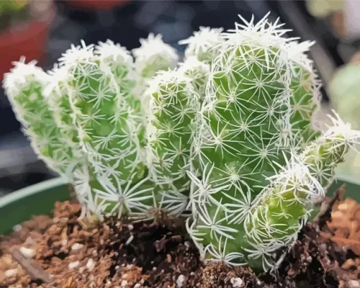 Thimble Cactus Diamond Painting