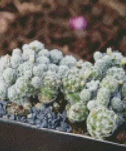 Thimble Cactus Plant Diamond Painting