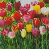 Triumph Tulips Diamond Painting