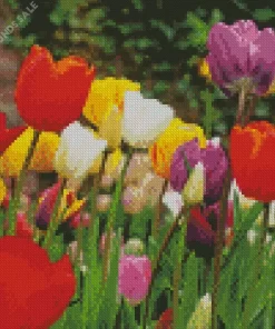 Triumph Tulips Flowers Diamond Painting