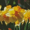 Trumpet Daffodils Diamond Painting