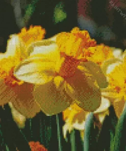 Trumpet Daffodils Diamond Painting