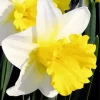 Trumpet Daffodils Close Up Diamond Painting