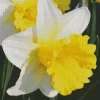 Trumpet Daffodils Close Up Diamond Painting