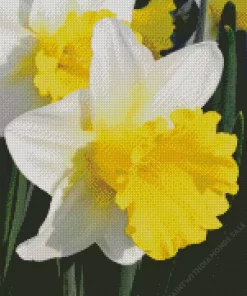 Trumpet Daffodils Close Up Diamond Painting