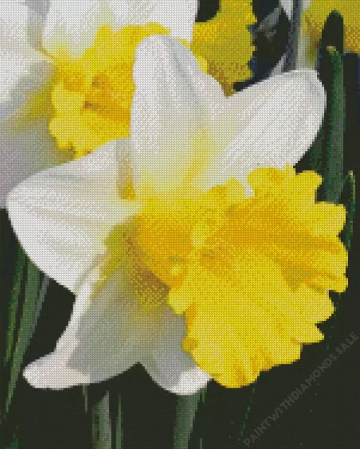 Trumpet Daffodils Close Up Diamond Painting