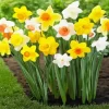 Trumpet Daffodils Garden Diamond Painting